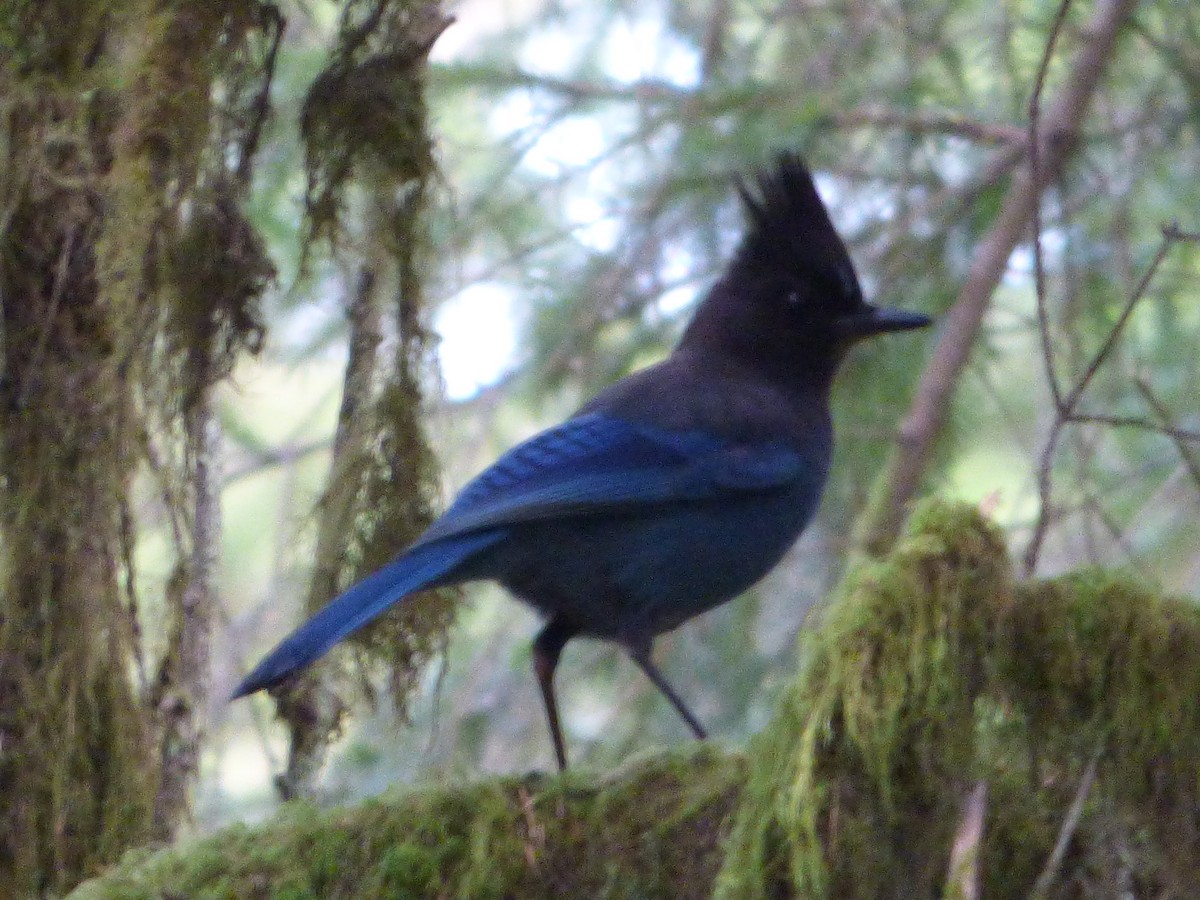 furuskrike - ML646006356