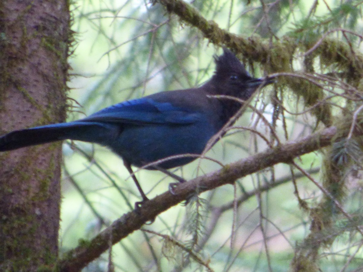 furuskrike - ML646006357