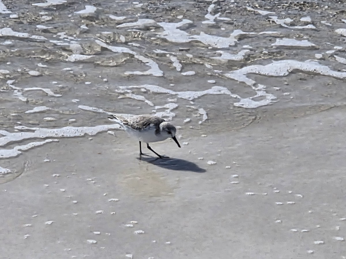 sandløper - ML646006368