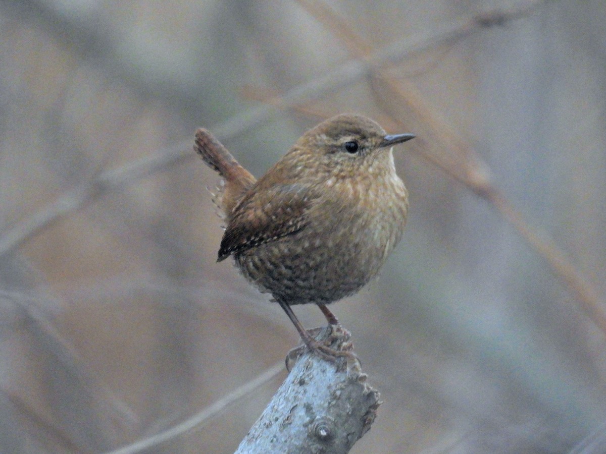 vintersmett - ML646006369