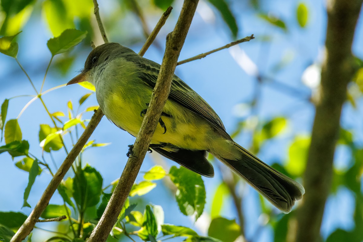 dryadetyrann - ML646006370