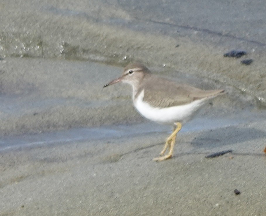 flekksnipe - ML646006371