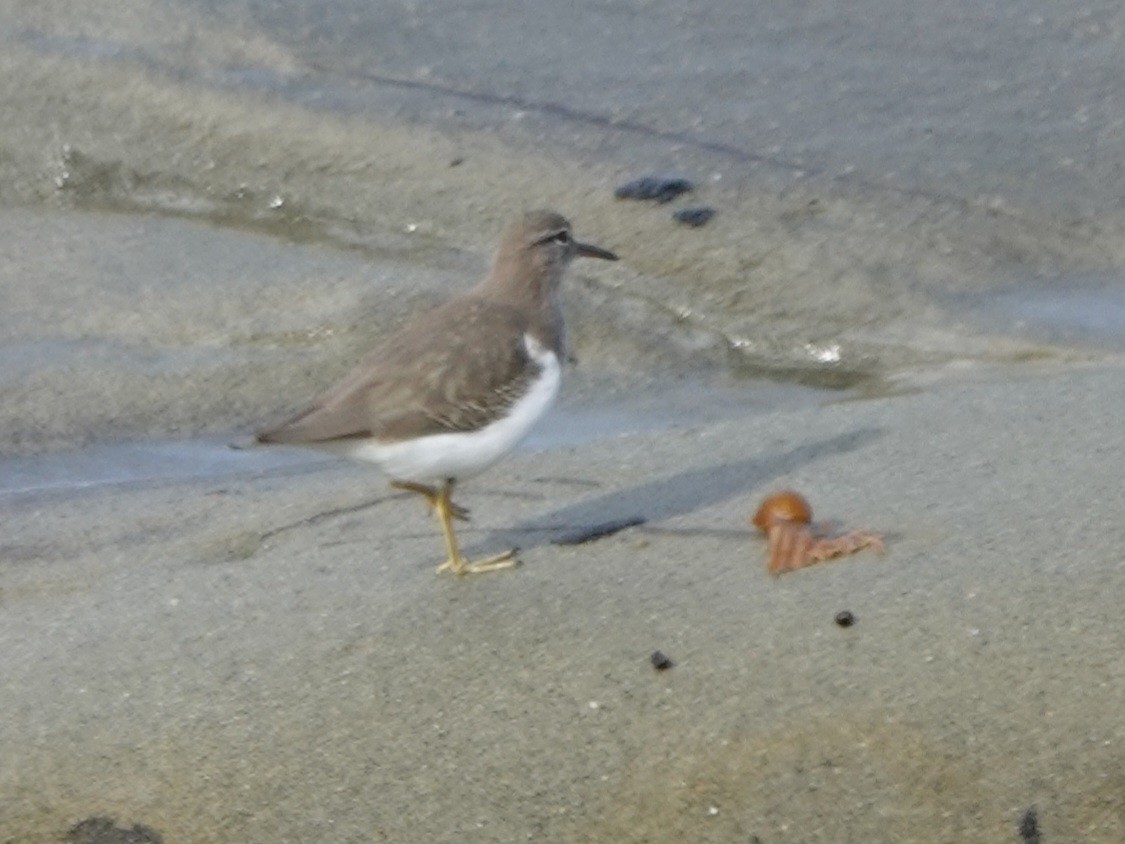 flekksnipe - ML646006372