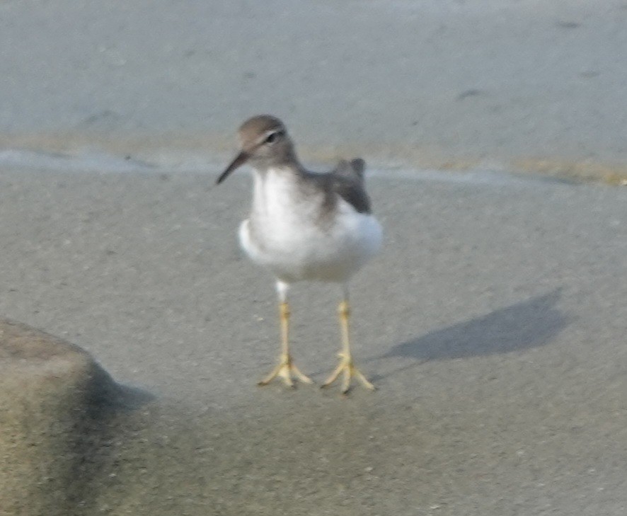 flekksnipe - ML646006373