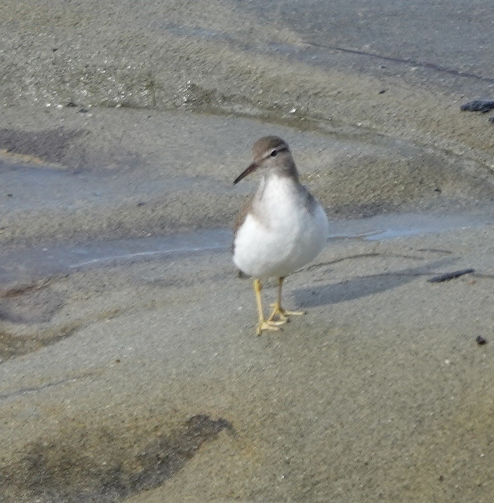 flekksnipe - ML646006374