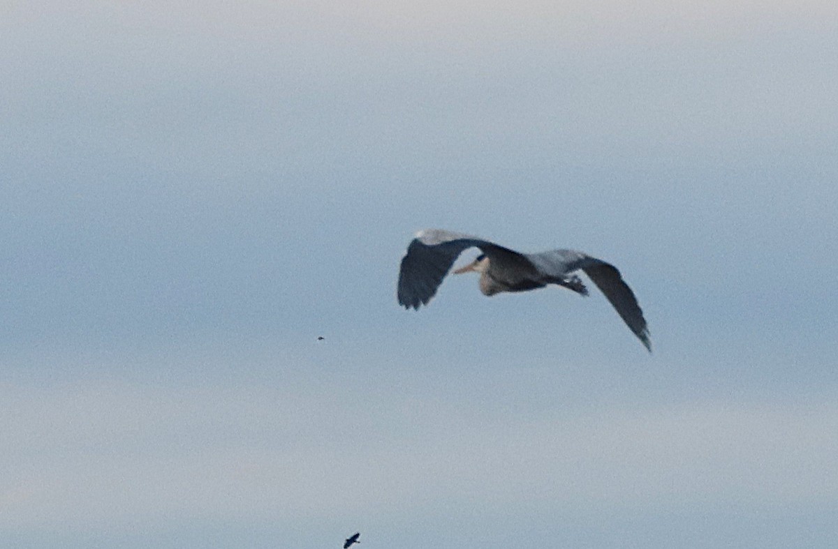 gråhegre - ML646006375