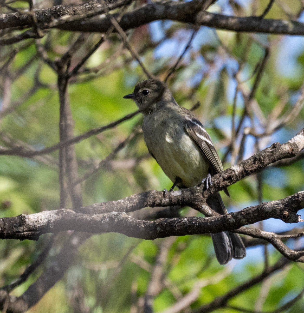 brasilelenia - ML646006376