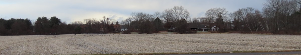 amerikakråke - ML646006377