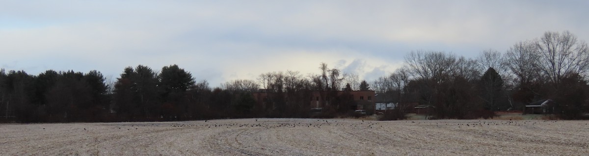 amerikakråke - ML646006378