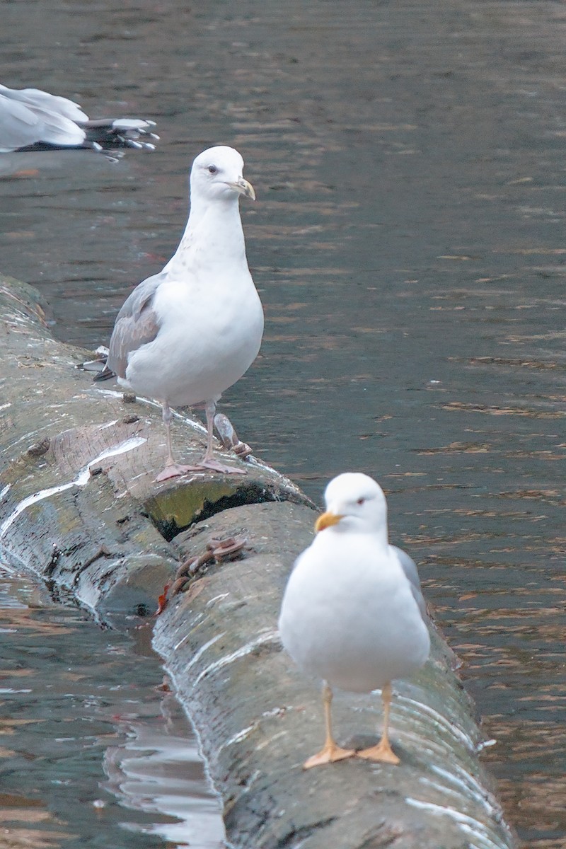 gulbeinmåke - ML646006379