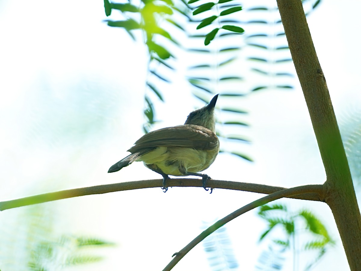 grønnryggerygone - ML646006387