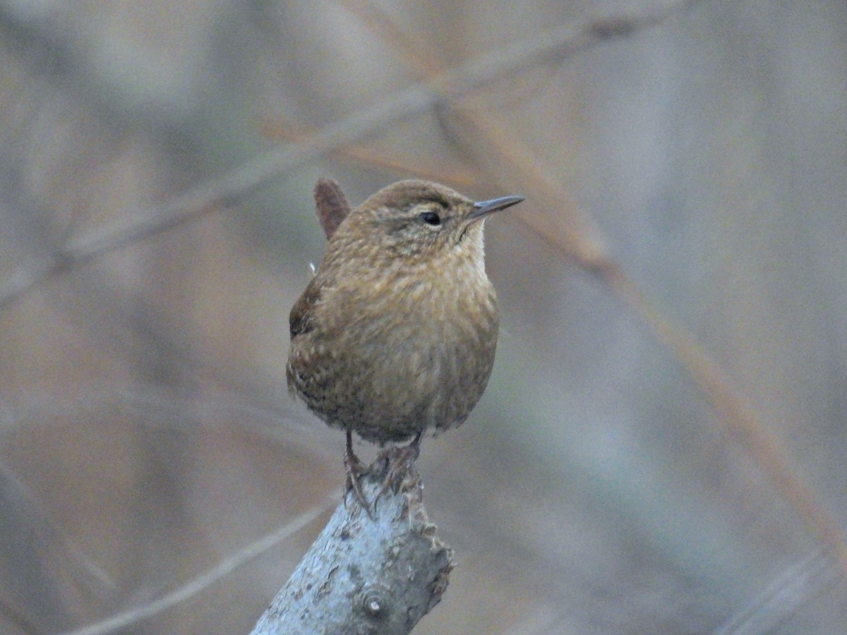 vintersmett - ML646006388