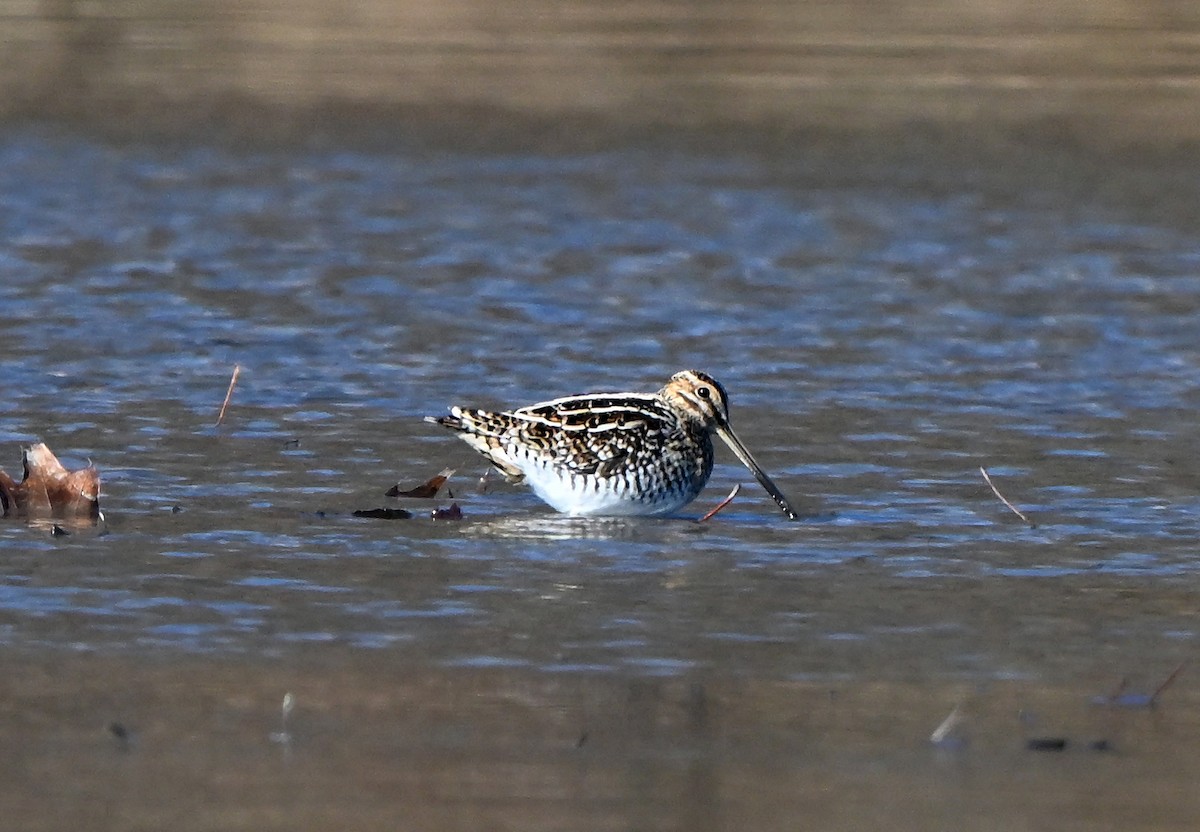 kanadabekkasin - ML646006389