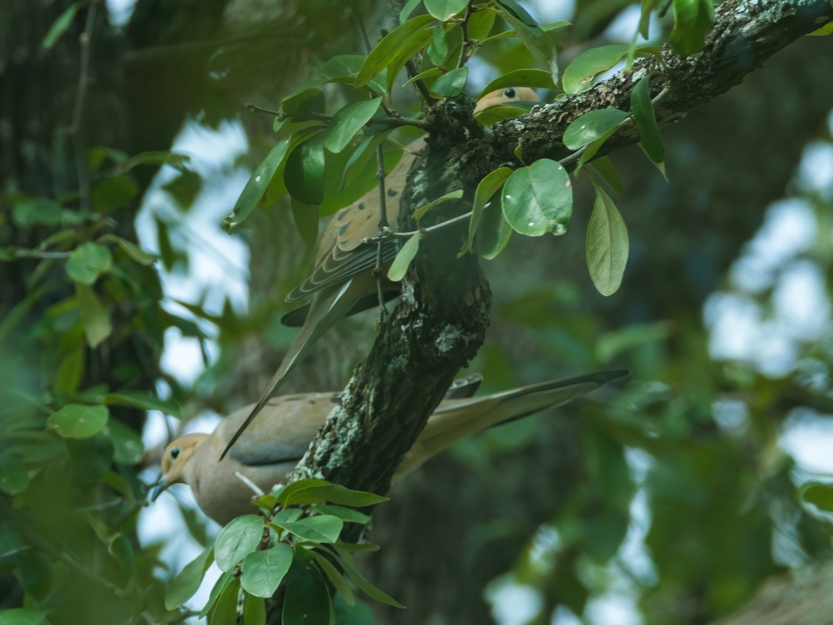 sørgedue - ML646006392