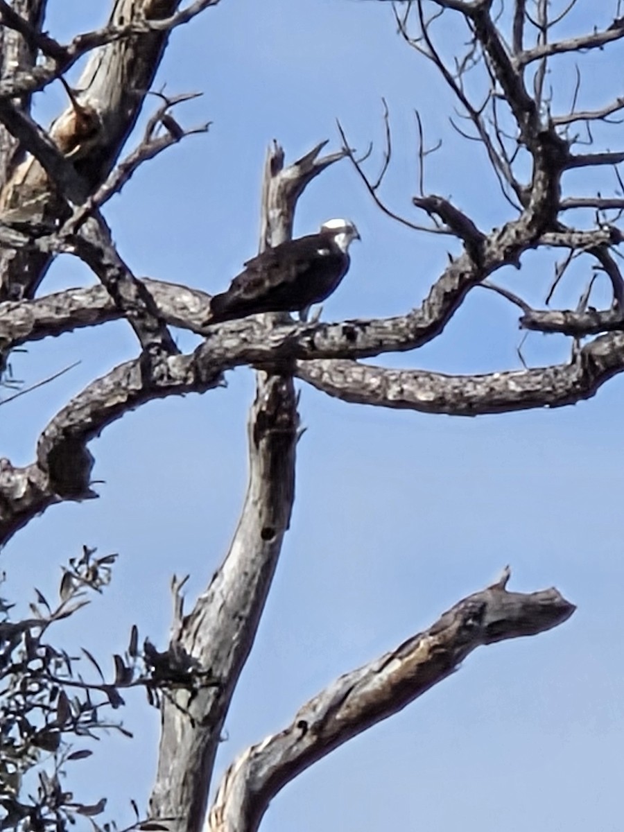 fiskeørn - ML646006393