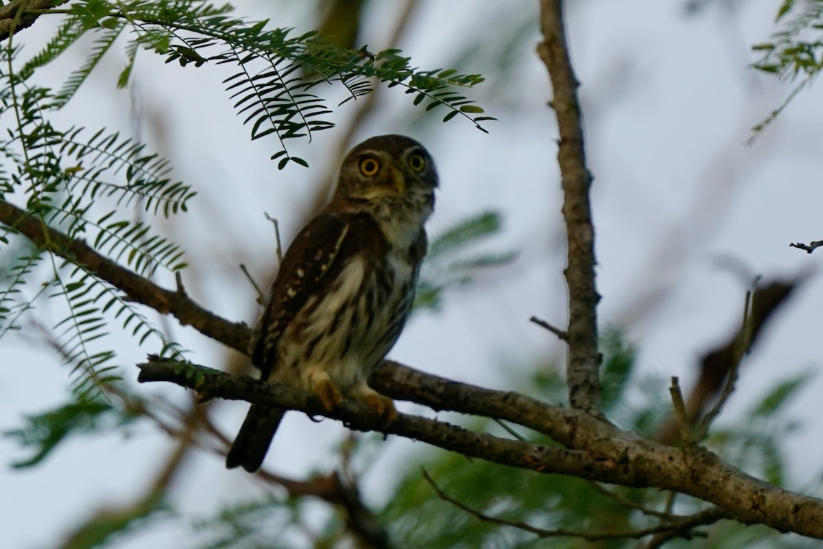 øgleugle - ML646006395