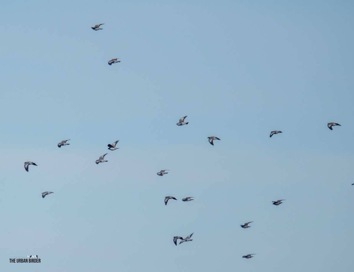 holub doupňák - ML646006396