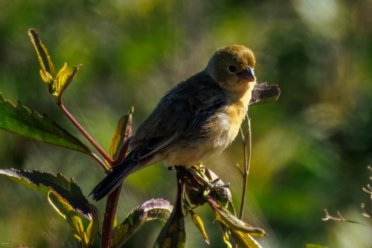 Зерноїд болівійський - ML646006417