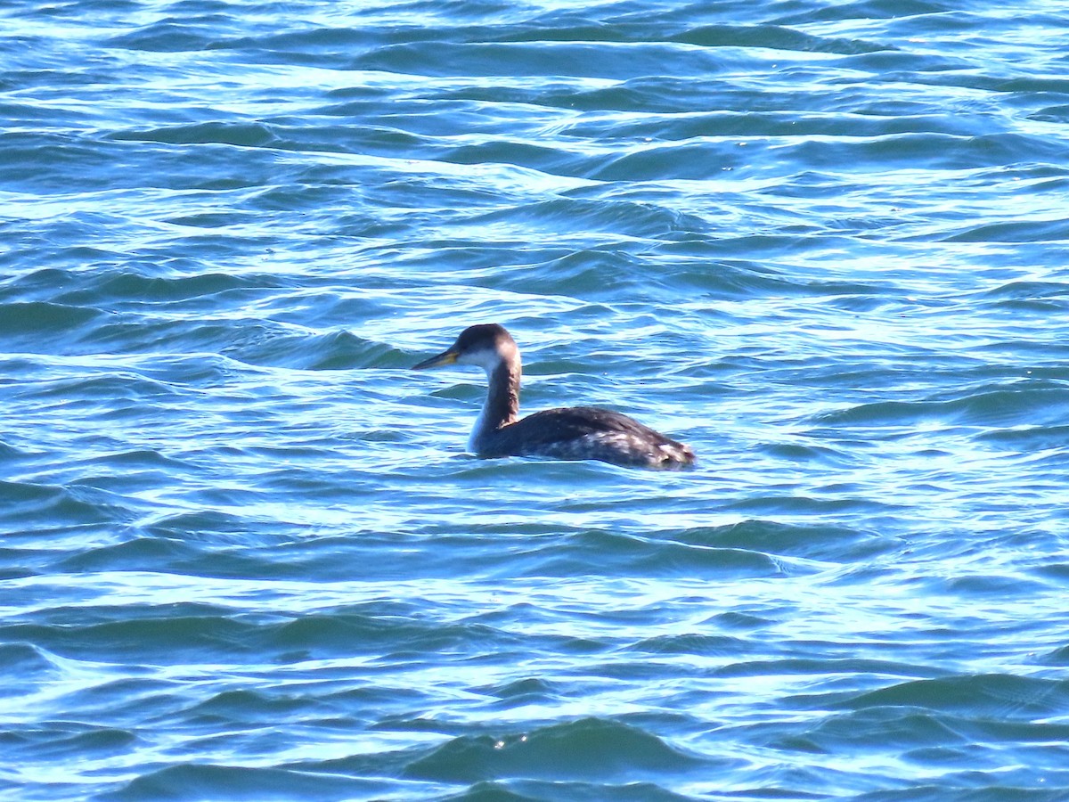 Somormujo Cuellirrojo - ML646006418