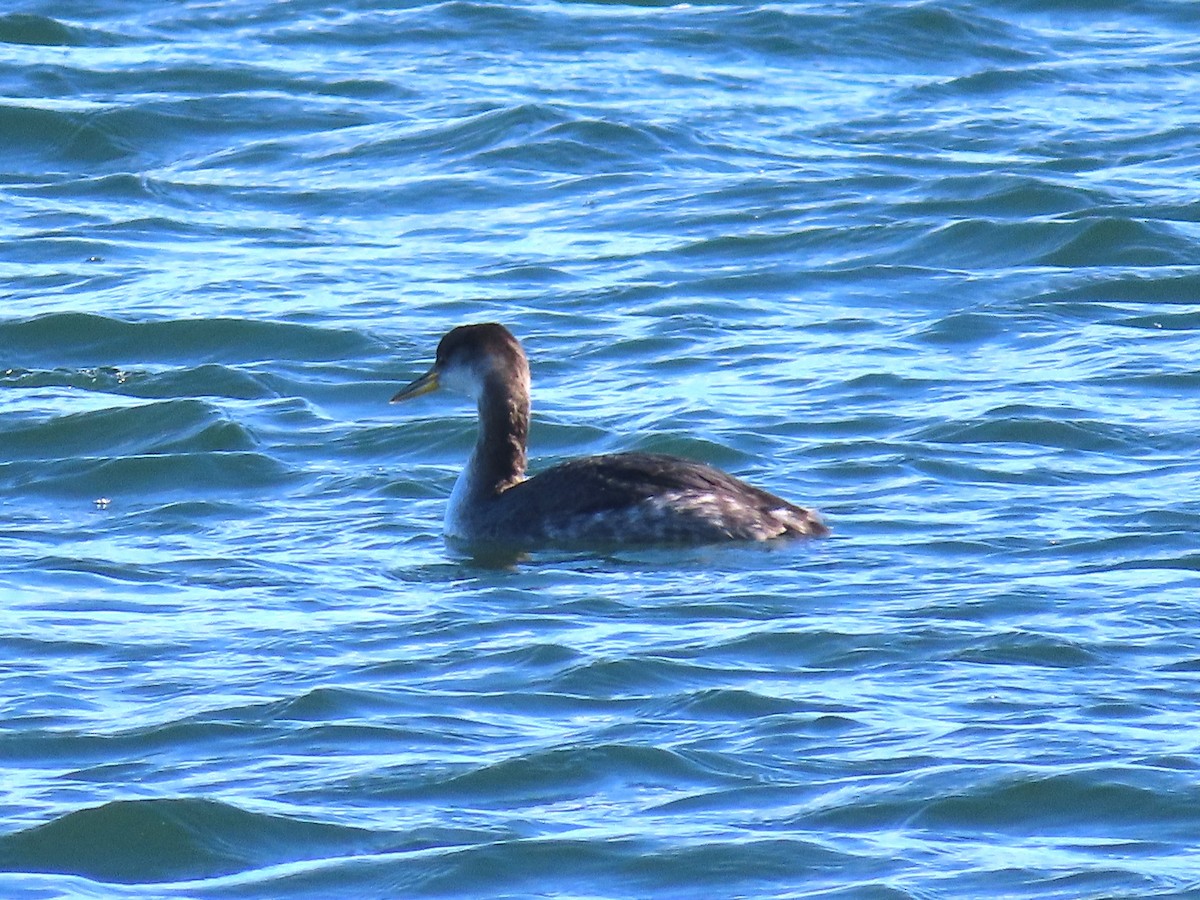 Somormujo Cuellirrojo - ML646006419