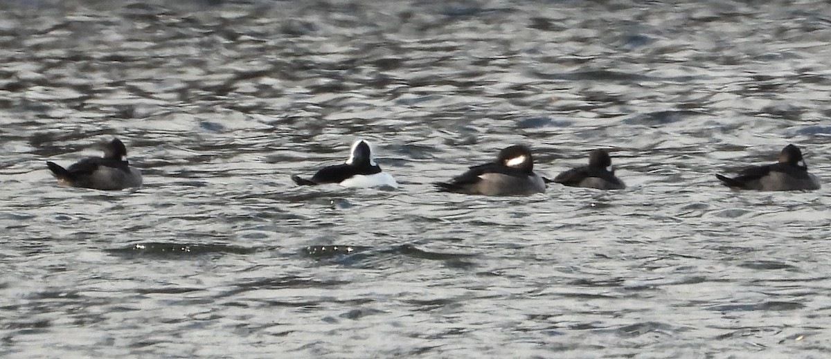 Bufflehead - ML646006428