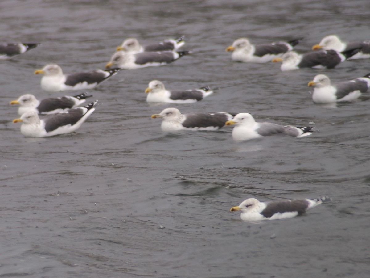 racek středomořský - ML646006429