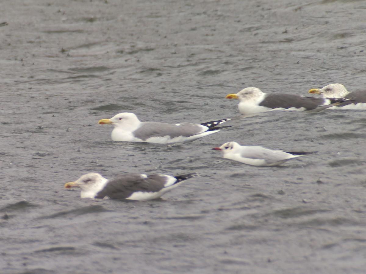 racek středomořský - ML646006430