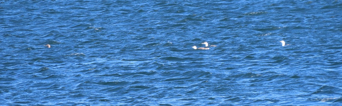 Strolaga minore - ML646006431