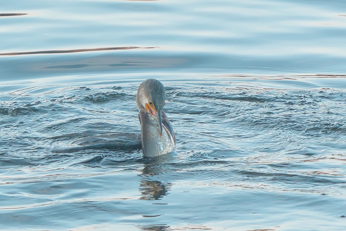 kormorán velký - ML646006437