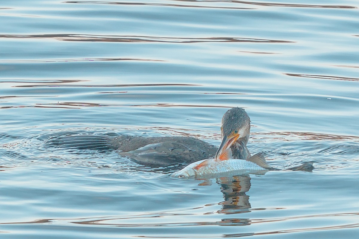 kormorán velký - ML646006438