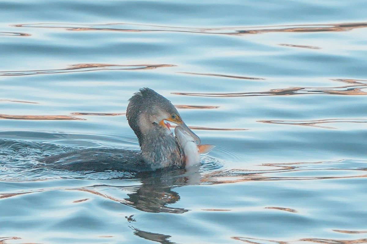 kormorán velký - ML646006439