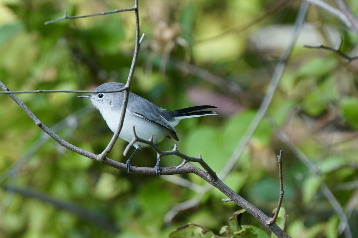 Blue-gray Gnatcatcher - ML646006440