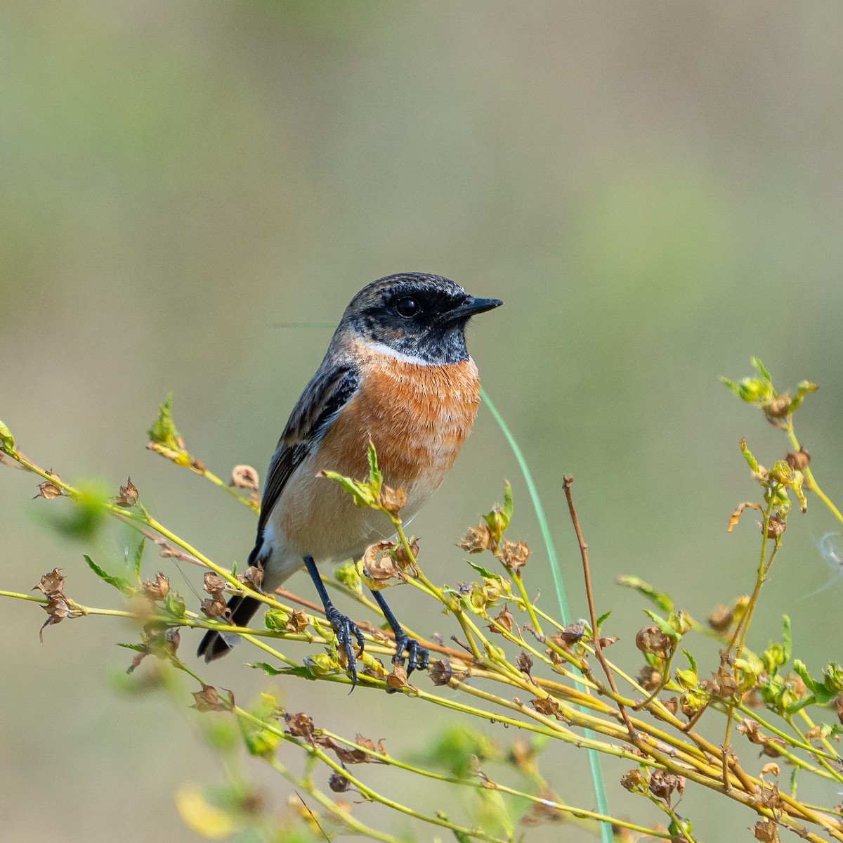 Siberian Stonechat - ML646006441