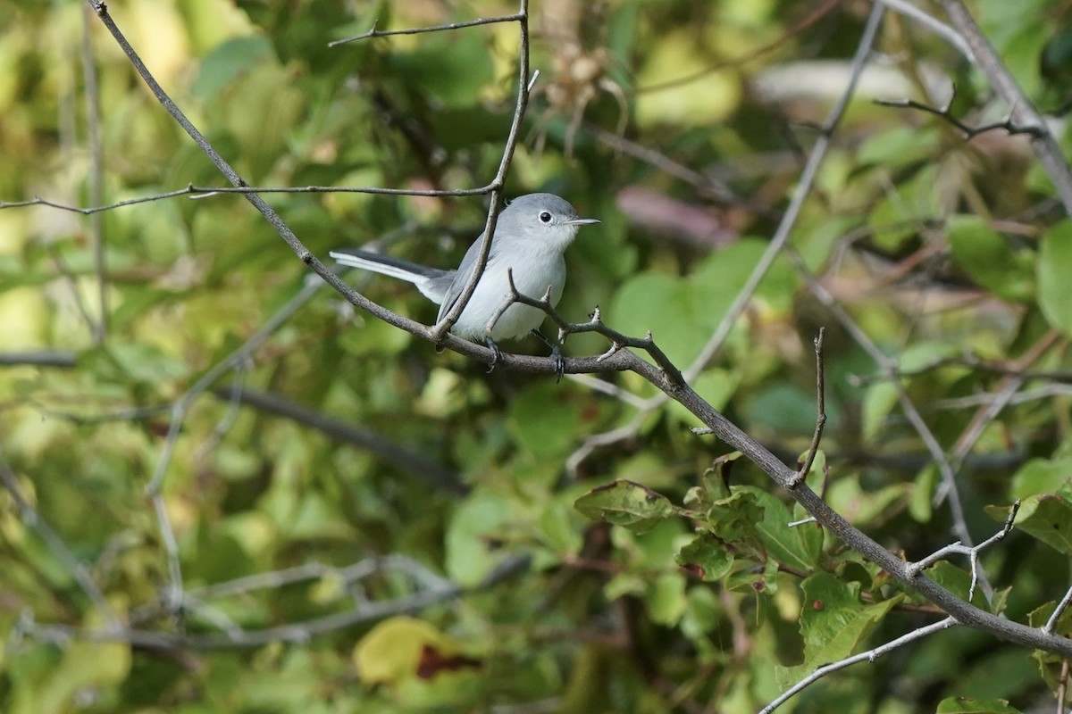 Blue-gray Gnatcatcher - ML646006443