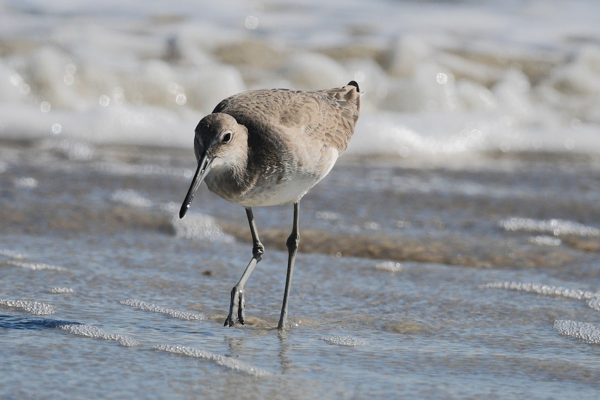 Willet - ML646006453