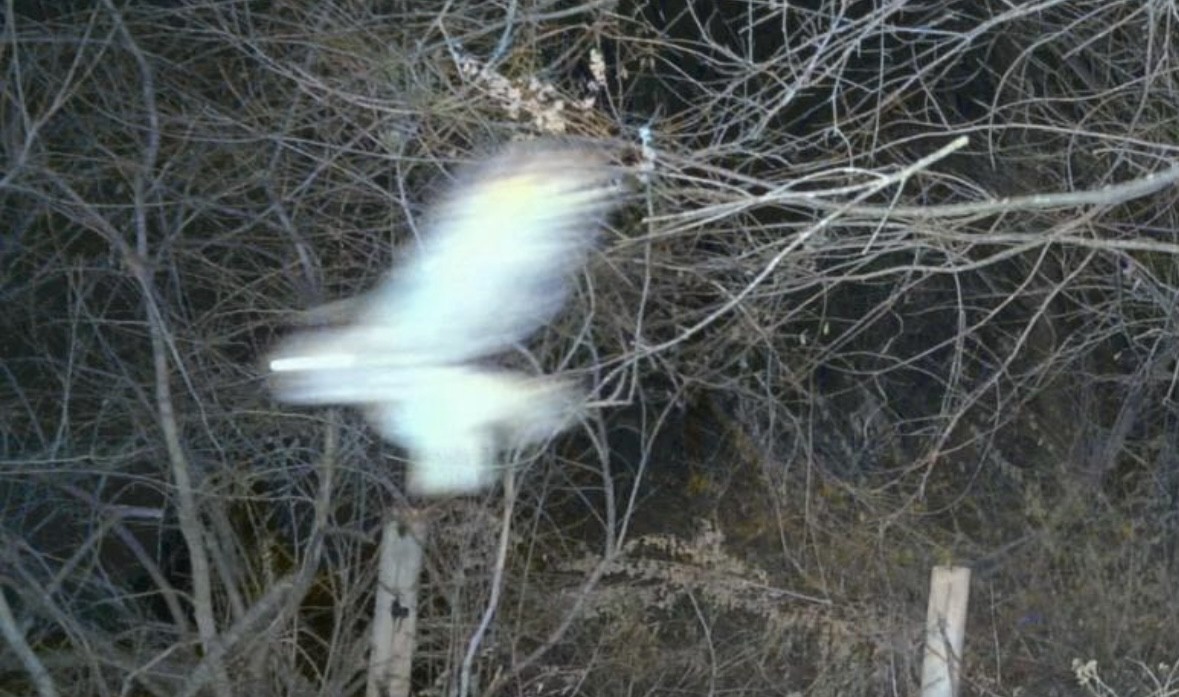 Eastern Screech-Owl - ML646006456