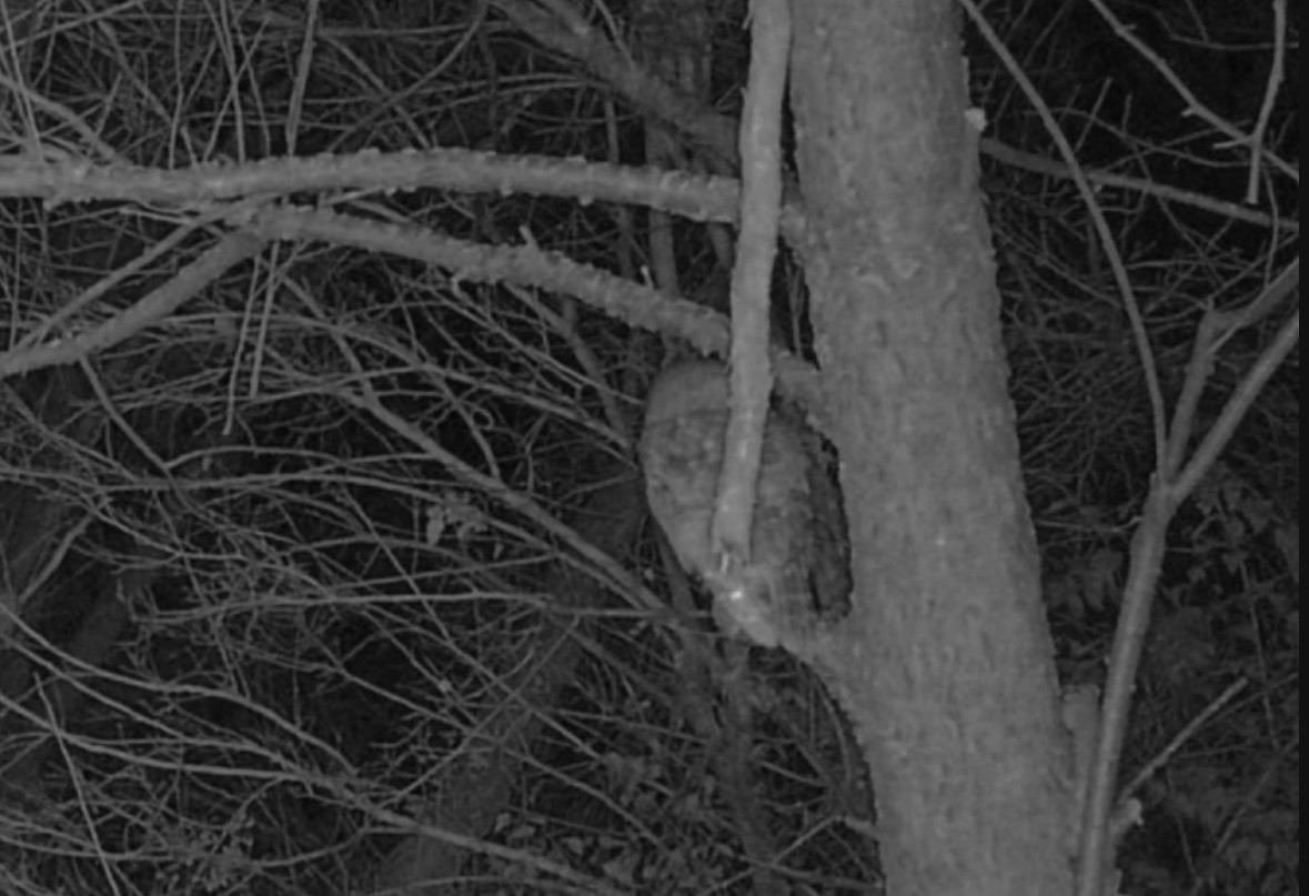 Eastern Screech-Owl - ML646006457