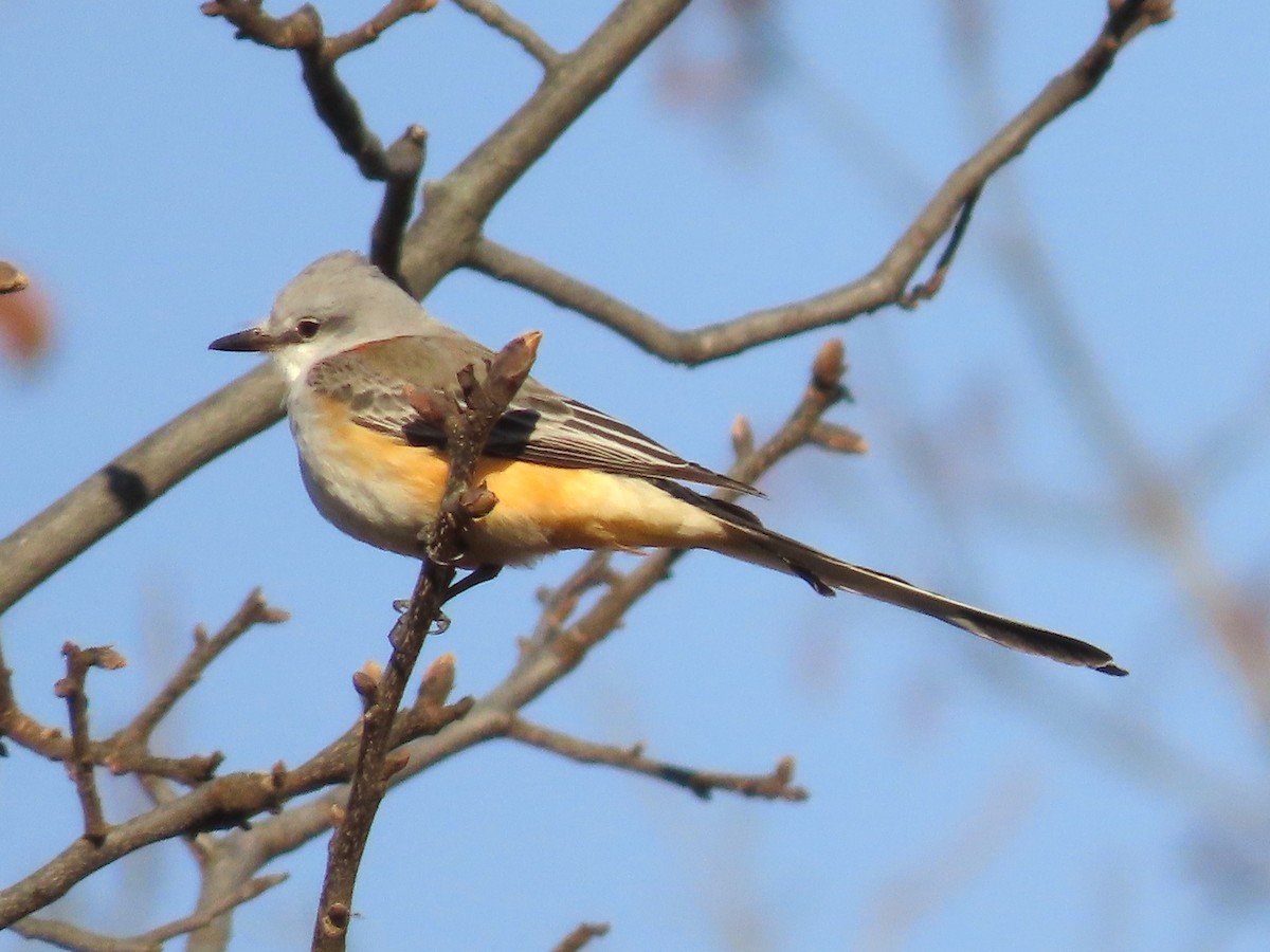 Scissor-tailed Flycatcher - ML646006458
