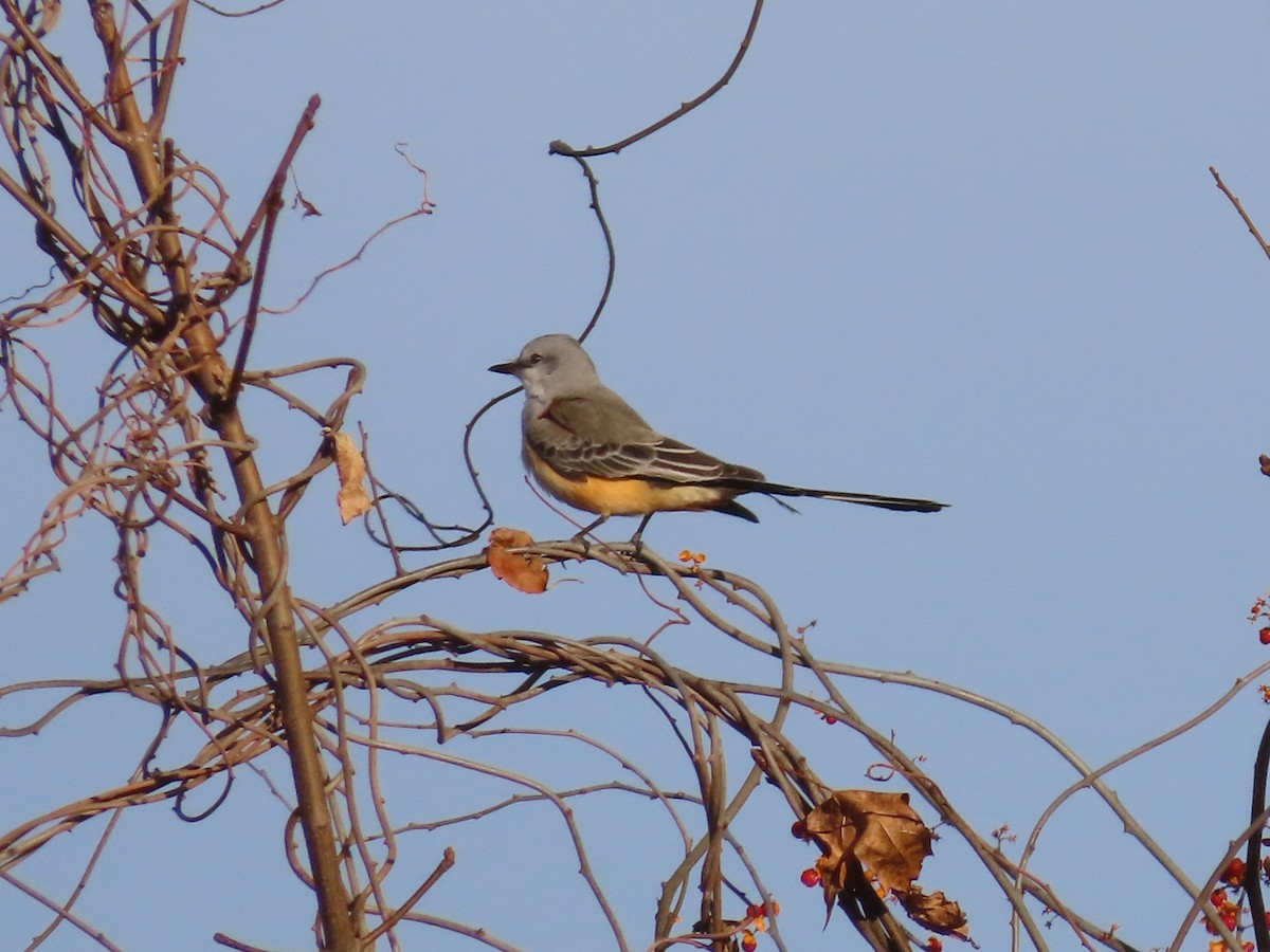 Scissor-tailed Flycatcher - ML646006460