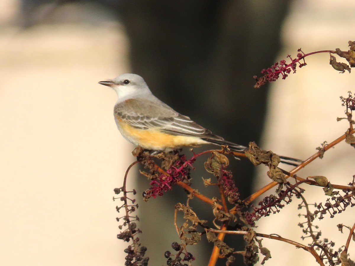 Scissor-tailed Flycatcher - ML646006461