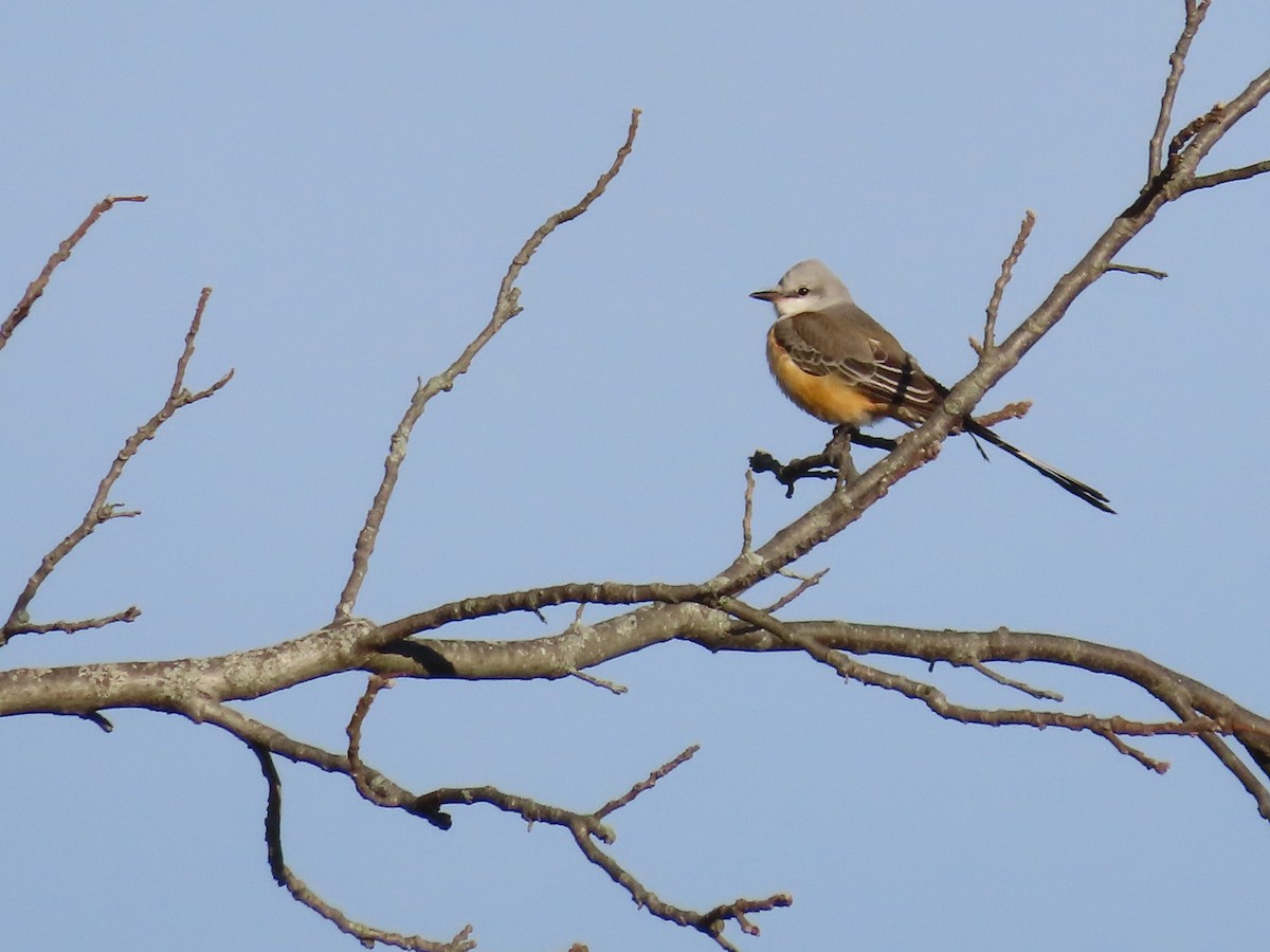 Scissor-tailed Flycatcher - ML646006462