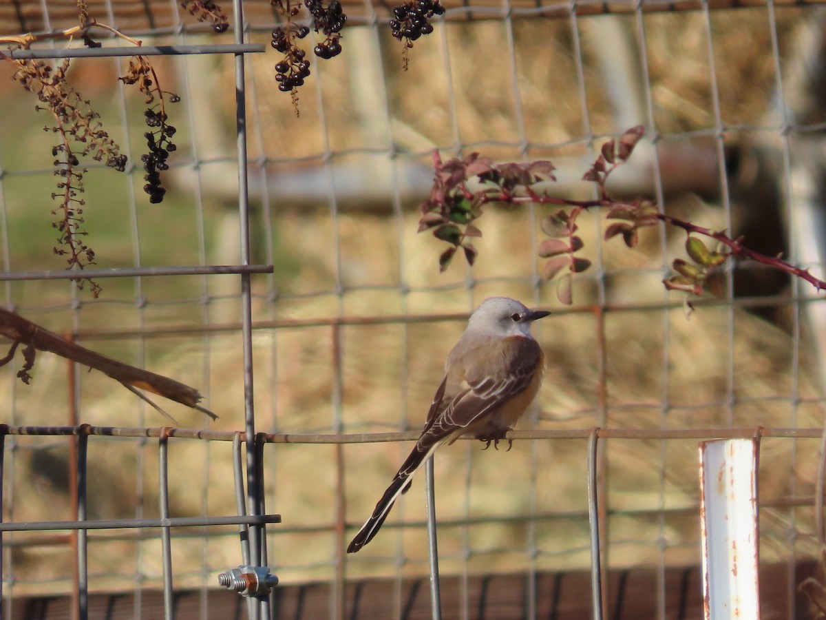 Scissor-tailed Flycatcher - ML646006463