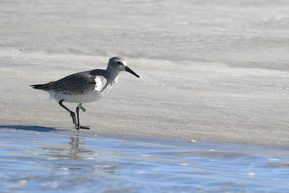 jespák rezavý - ML646006467