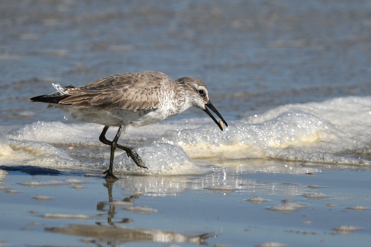 jespák rezavý - ML646006468