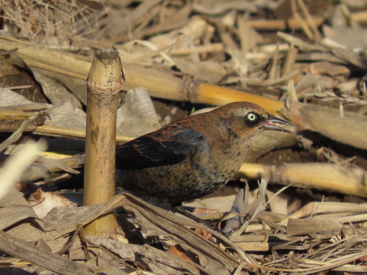 Rusty Blackbird - ML646006471