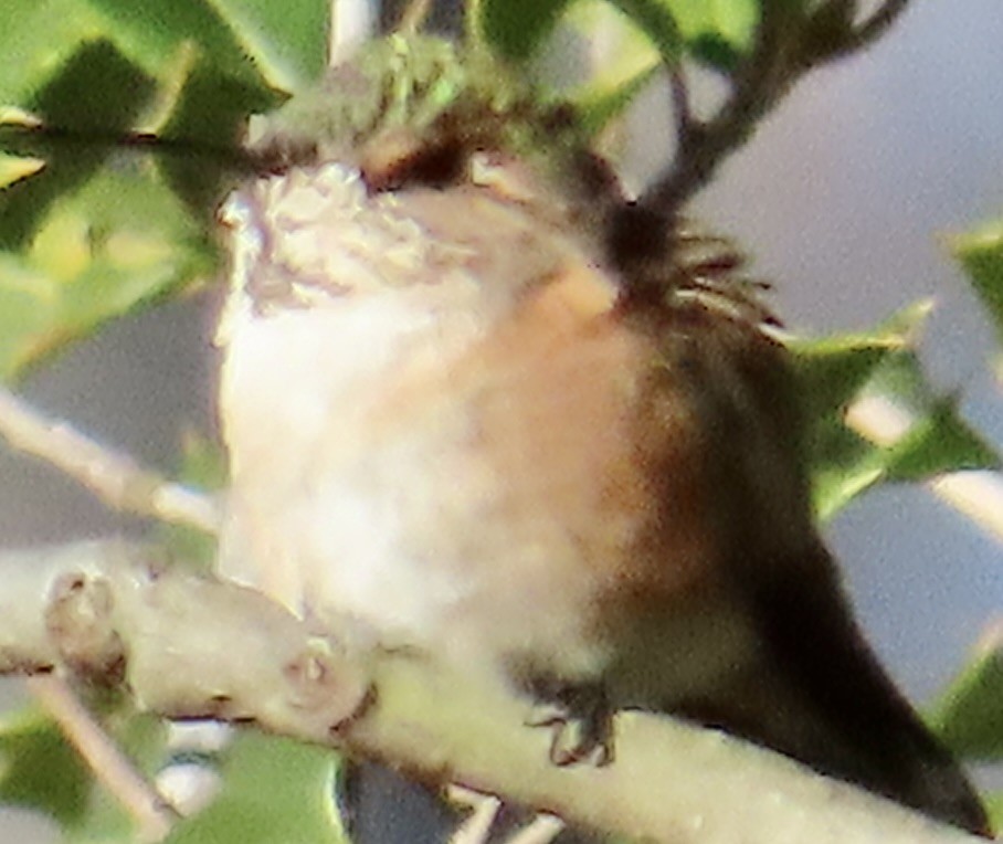 Rufous Hummingbird - ML646006472