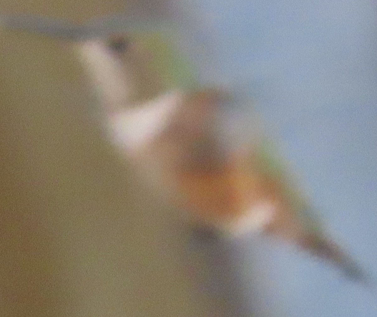 Rufous Hummingbird - ML646006482