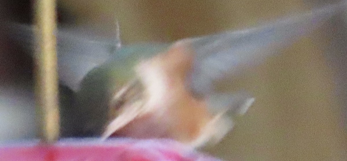 Rufous Hummingbird - ML646006488