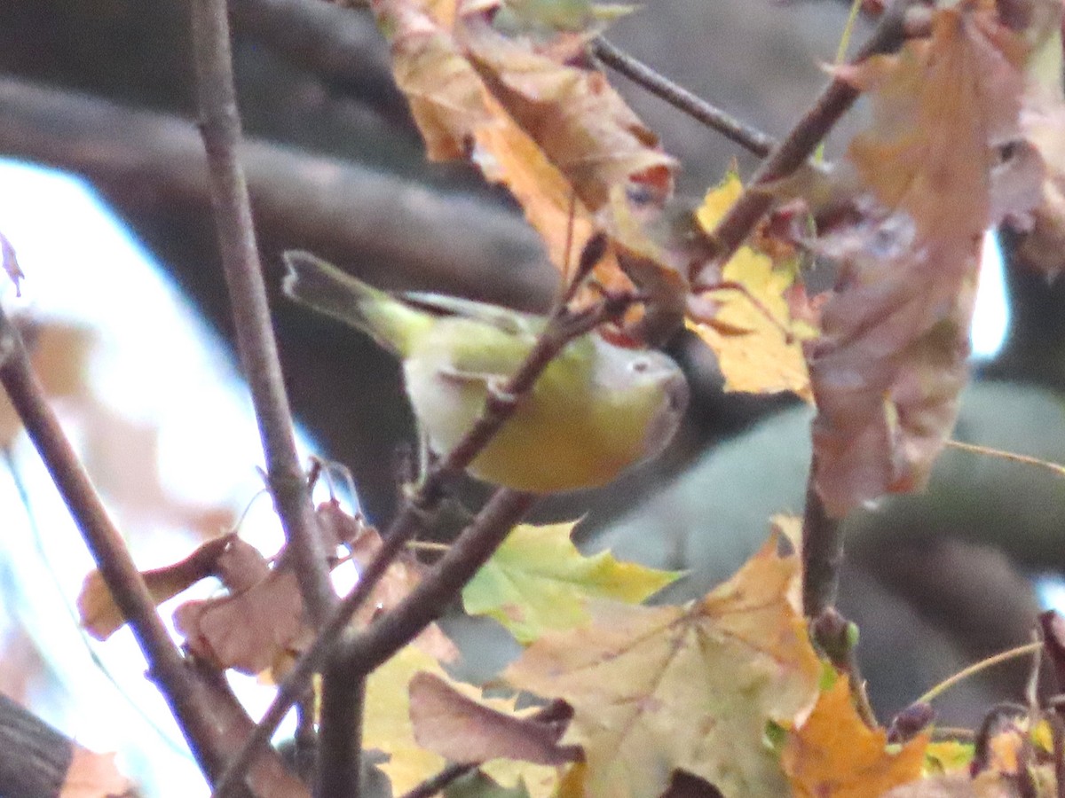 Nashville Warbler - ML646006494