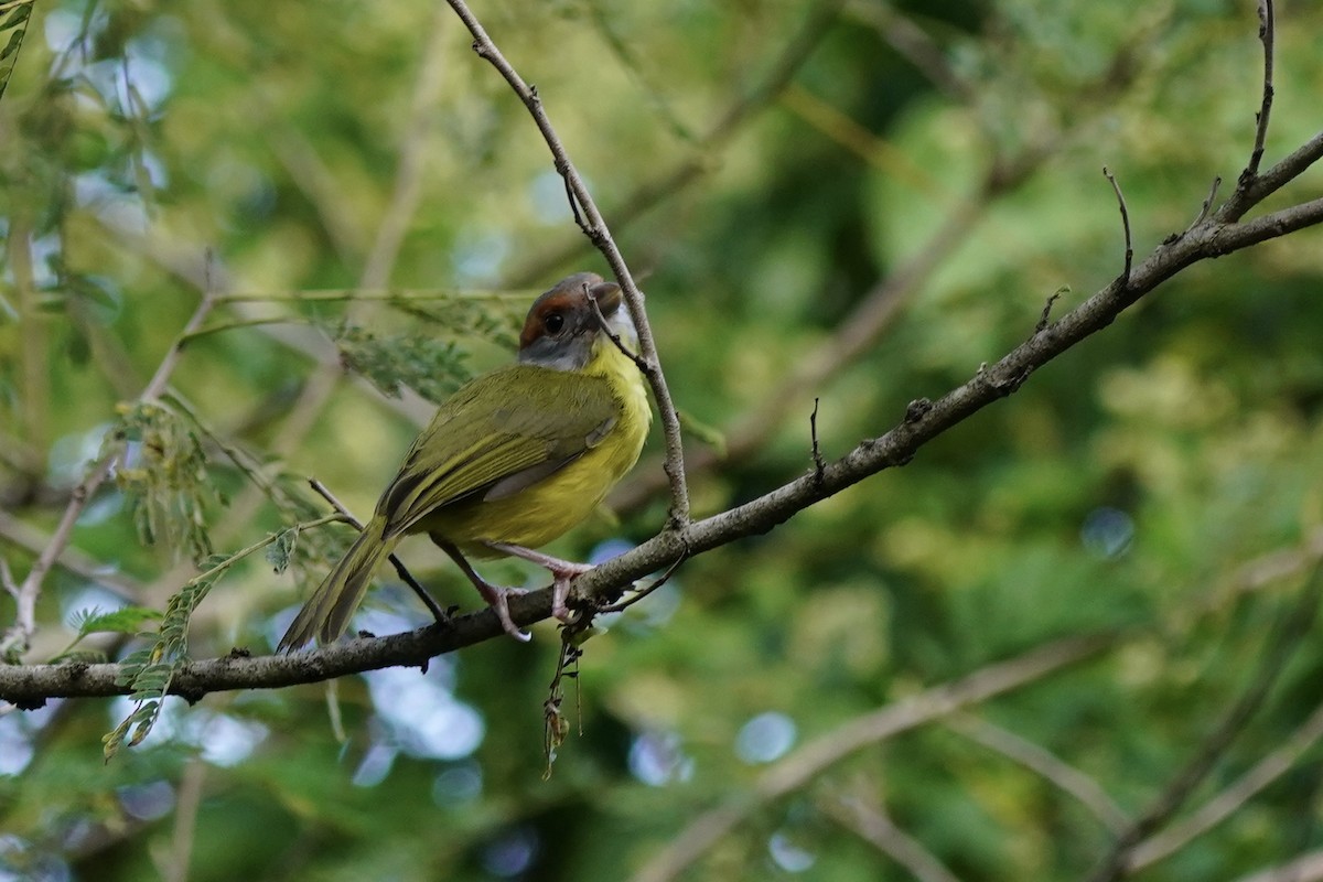 Віреон рудобровий - ML646006495